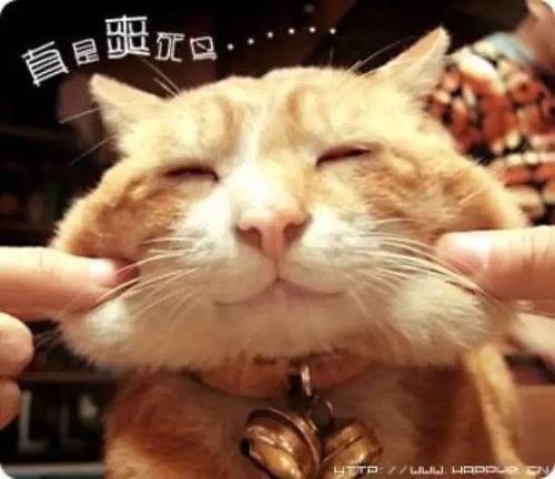 娱乐吃瓜酱猫学鸟走路,酱猫学鸟走路，揭秘动物界的趣味模仿