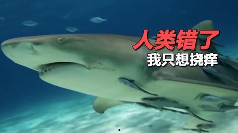 娱乐吃瓜酱鲨鱼,揭秘娱乐圈那些不为人知的幕后故事