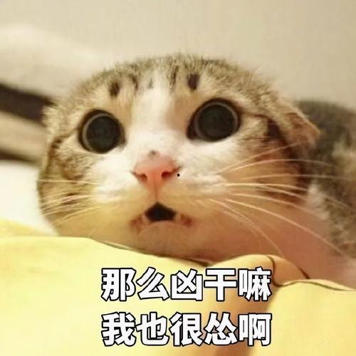 娱乐吃瓜君猫猫生气歌,娱乐吃瓜君带你领略萌宠音乐魅力