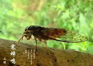 娱乐吃瓜酱知了