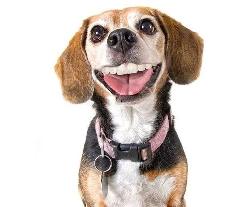 娱乐吃瓜酱狗带上牙,狗带上牙的神秘魅力揭秘