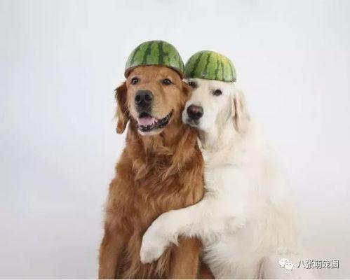 娱乐吃瓜酱金毛,吃瓜酱带你领略娱乐圈的欢乐瞬间