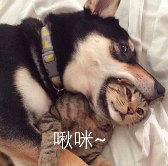 二哈吃瓜娱乐圈小说,娱乐圈的欢乐盛宴